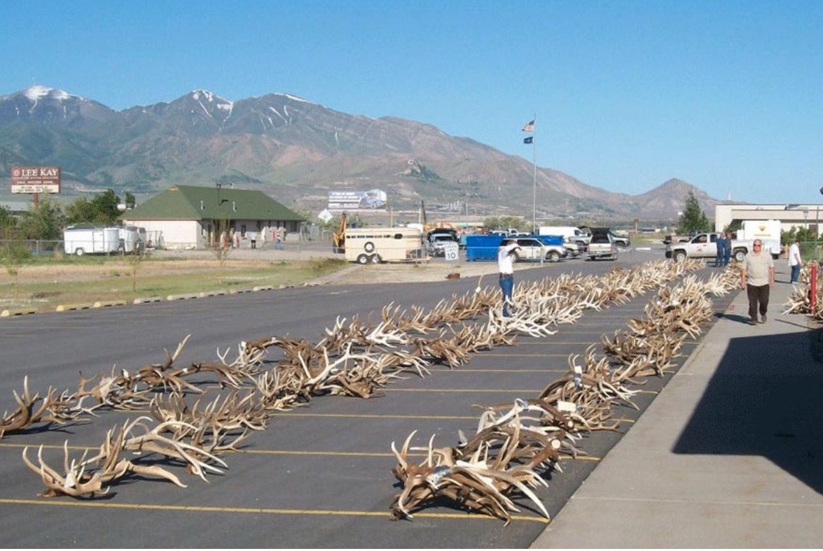 Utah Auctioning Antlers and Pelts from Poached Animals to Support Conservation