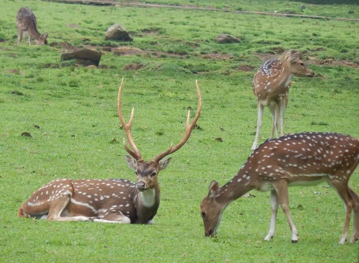 The Absolute Best, Fool-Proof Guide to Planning Your Hawaiian Axis Deer Hunt. Part 1 of 3