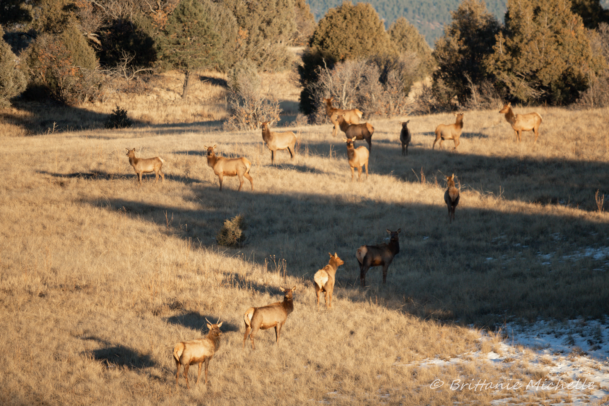 From the Field to the Fork: The Excitement of Big Game Hunting and the Reward of the Harvest