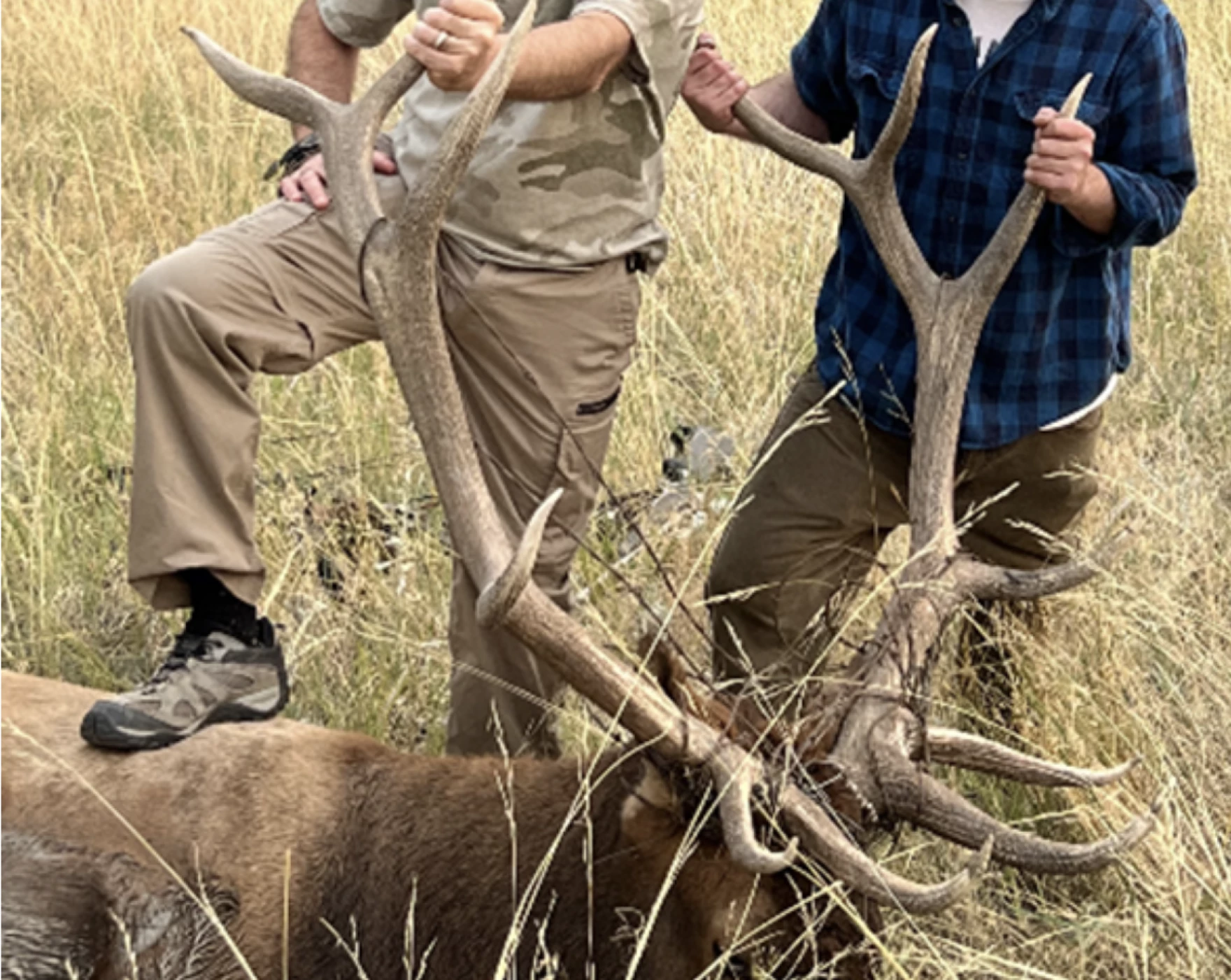 Michigan’s Most Wanted: Elk Felony Edition
