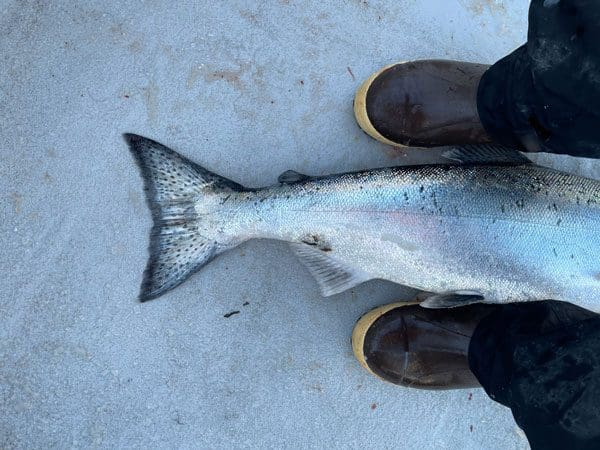 How To: Shipping your Alaskan Catch- Fishing Edition